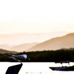 Foto_CarlosMonteiro_-10