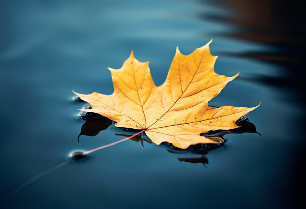 maple