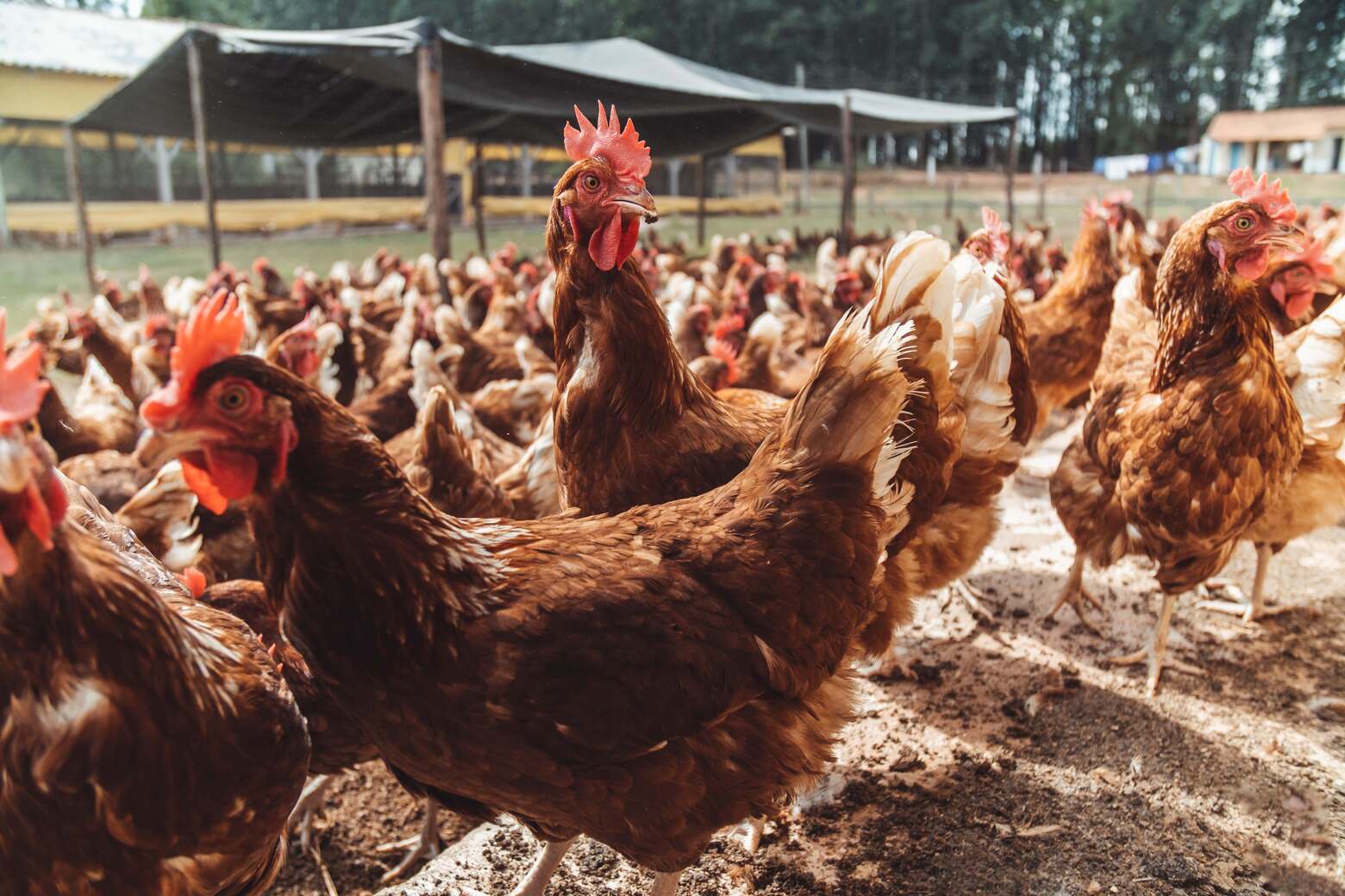 MANTIQUEIRA BRASIL - CAGE FREE - CABRÁLIA (1)