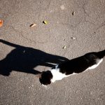 Texto e Fotos Carlos Monteiro