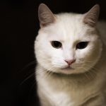 Texto e Fotos Carlos Monteiro