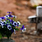 Texto e fotos  Carlos Monteiro