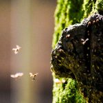 Texto e Foto Carlos Monteiro