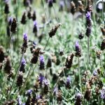 Texto e Foto Carlos Monteiro