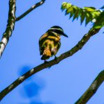 Texto e Foto Carlos Monteiro