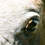 Texto e Foto Carlos Monteiro