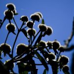 Texto e Foto Carlos Monteiro