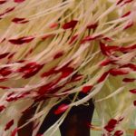 Texto e Fotos Carlos Monteiro