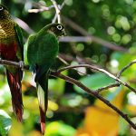 Texto e Fotos Carlos Monteiro