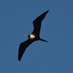 Texto e Fotos Carlos Monteiro