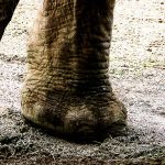 Texto e Fotos Carlos Monteiro