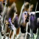 Texto e Fotos Carlos Monteiro