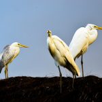 Texto e Fotos Carlos Monteiro