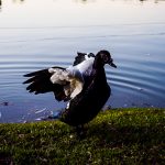 Texto e Fotos Carlos Monteiro