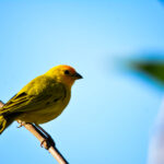 Foto Carlos Monteiro.