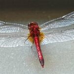 Foto Carlos Monteiro.