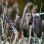 Foto Carlos Monteiro.