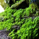 Texto e Fotos Carlos Monteiro