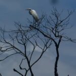 Texto e Fotos Carlos Monteiro