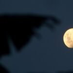 Texto e Fotos Carlos Monteiro