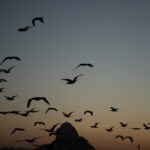 Foto Carlos Monteiro