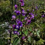 Texto e Foto Carlos Monteiro