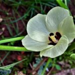 Texto e Foto Carlos Monteiro