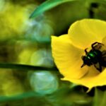 Texto e Foto Carlos Monteiro