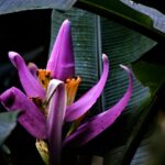 Texto e Foto Carlos Monteiro