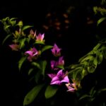 Texto e Foto Carlos Monteiro