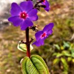 Texto e Foto Carlos Monteiro