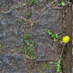 Texto e Foto Carlos Monteiro