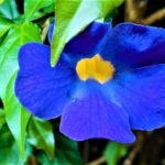 Texto e Foto Carlos Monteiro