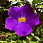 Texto e Foto Carlos Monteiro