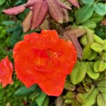 Texto e Foto Carlos Monteiro