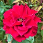 Texto e Foto Carlos Monteiro