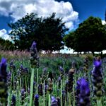 Texto e Foto Carlos Monteiro