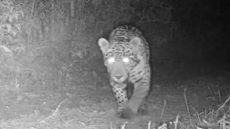 onca-pintada-parque-nacional-de-brasilia-848x477