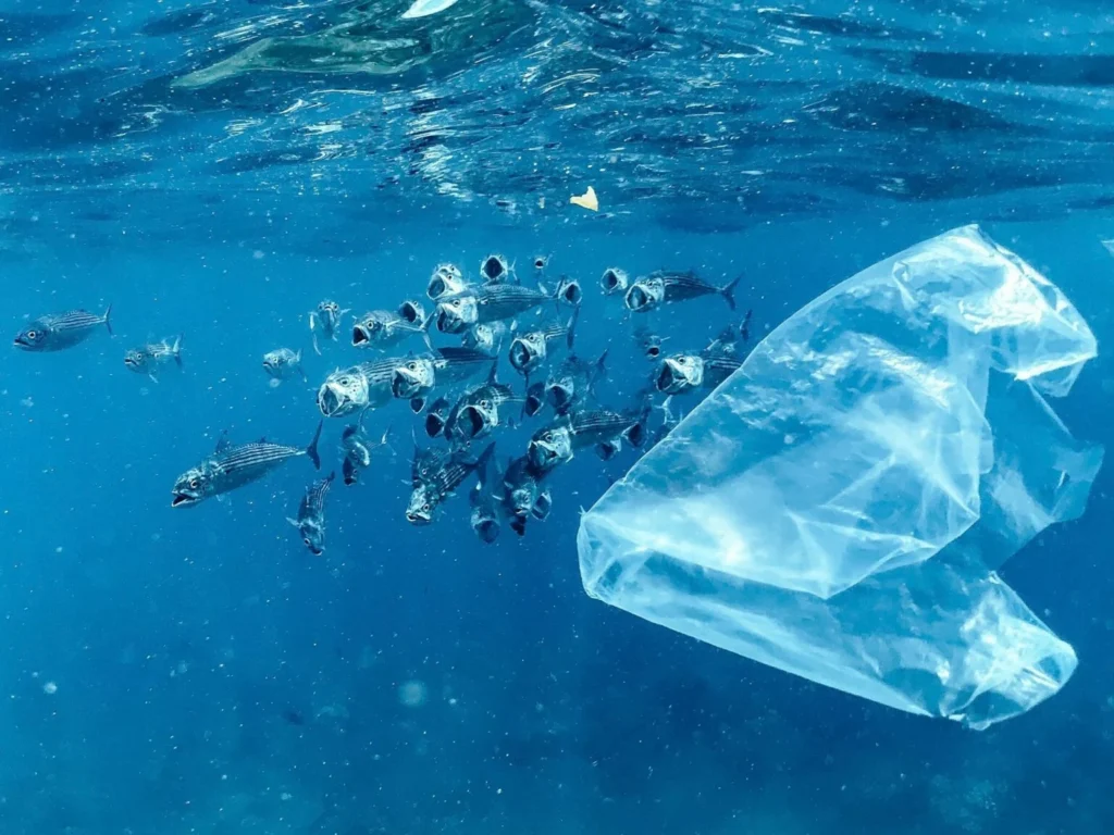 plastico-oceanos-peixes-naja-bertolt-jensen-unsplash-1536x1152