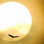 Foto Carlos Monteiro