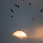 Pérsia inebriante de sol a sol