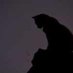 Foto Carlos Monteiro