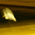 Foto Carlos Monteiro