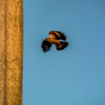 Foto Carlos Monteiro