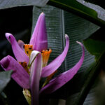 Foto Carlos Monteiro