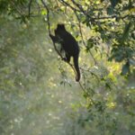 Foto Carlos Monteiro