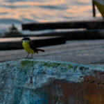 Foto Carlos Monteiro