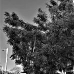 foto: Carlos Monteiro