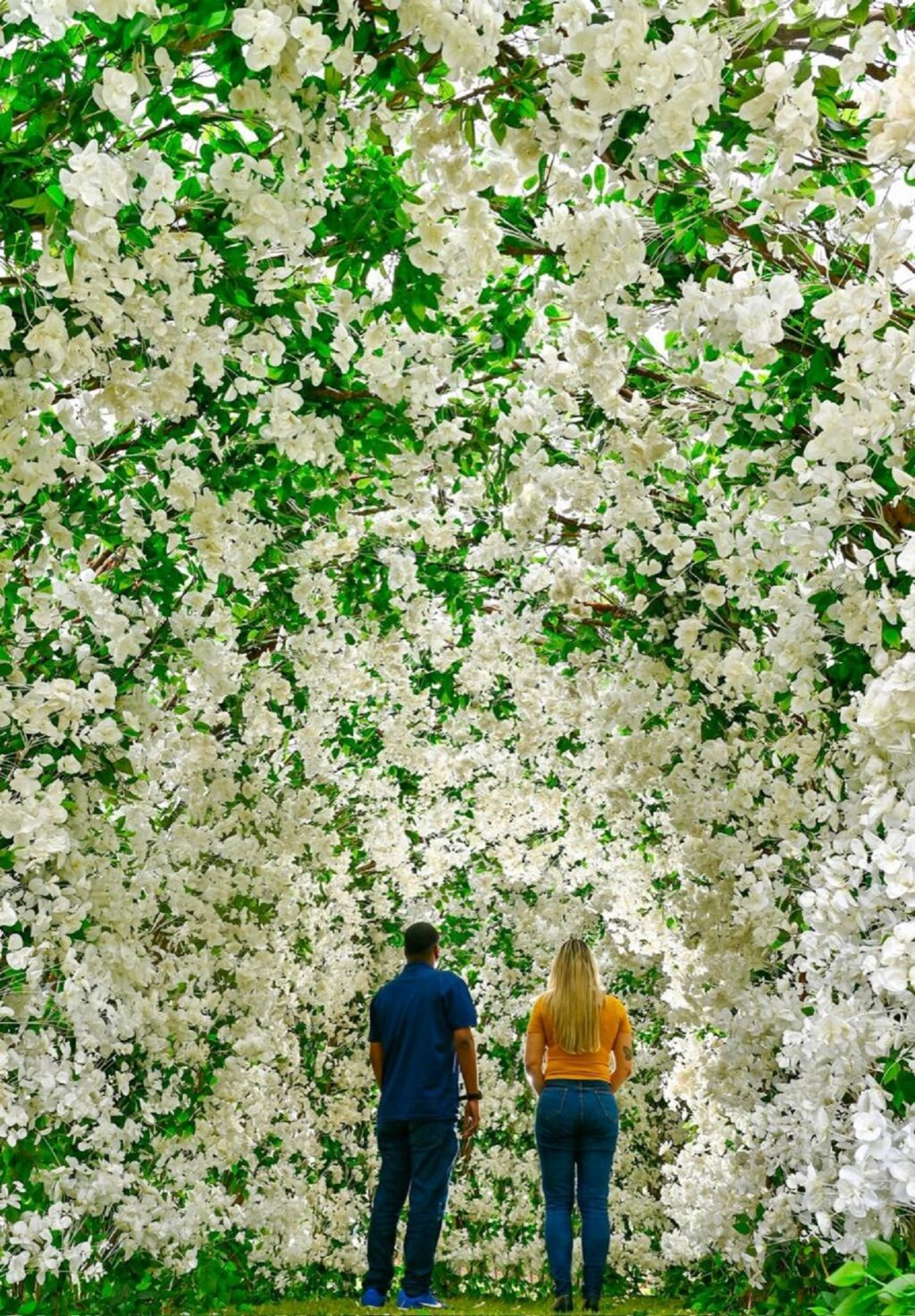 Jardim da Saudade celebra Finados com 100 mil flores brancas pela paz