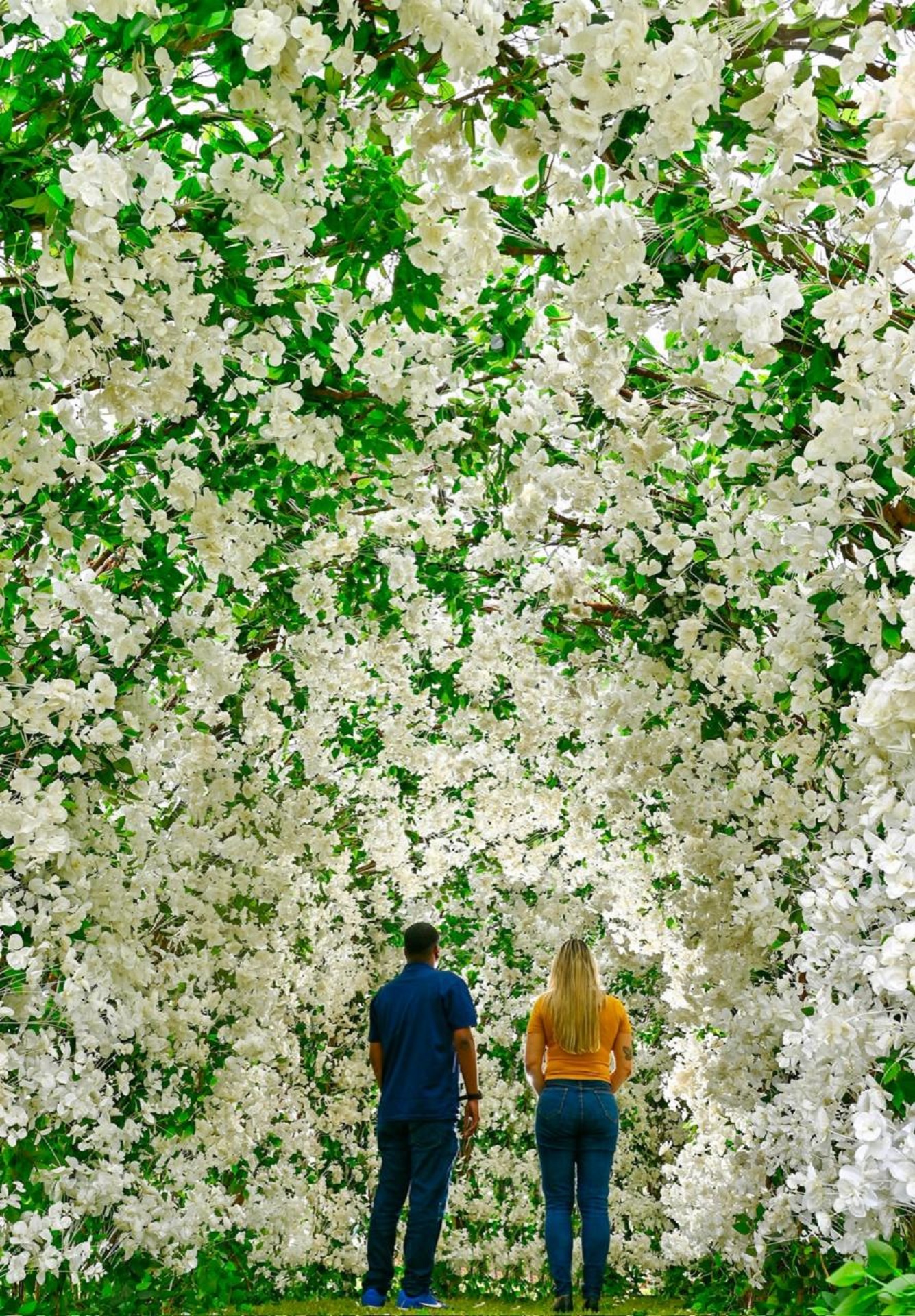 Jardim da Saudade celebra Finados com 100 mil flores brancas pela paz